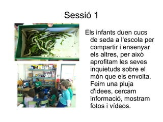 Sessió 1
    Els infants duen cucs
      de seda a l'escola per
      compartir i ensenyar
      els altres, per això
      aprofitam les seves
      inquietuds sobre el
      món que els envolta.
      Feim una pluja
      d'idees, cercam
      informació, mostram
      fotos i vídeos.
 