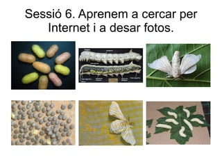 Sessió 6. Aprenem a cercar per
   Internet i a desar fotos.
 