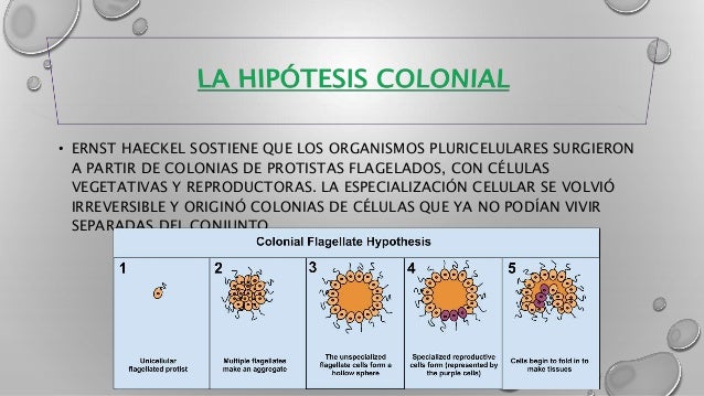 Hipotesis colonial Hipotesis colonial