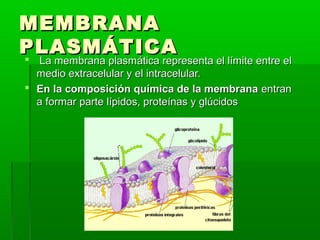 MEMBRANAMEMBRANA
PLASMÁTICAPLASMÁTICA
 La membrana plasmática representa el límite entre elLa membrana plasmática representa el límite entre el
medio extracelular y el intracelular.medio extracelular y el intracelular.
 En la composición química de la membranaEn la composición química de la membrana entranentran
a formar parte lípidos, proteínas y glúcidosa formar parte lípidos, proteínas y glúcidos
 