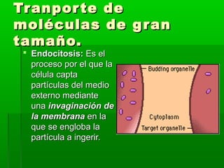 Tranporte deTranporte de
moléculas de granmoléculas de gran
tamaño.tamaño.
 Endocitosis:Endocitosis: Es elEs el
proceso por el que laproceso por el que la
célula captacélula capta
partículas del mediopartículas del medio
externo medianteexterno mediante
unauna invaginación deinvaginación de
la membranala membrana en laen la
que se engloba laque se engloba la
partícula a ingerir.partícula a ingerir.
 
