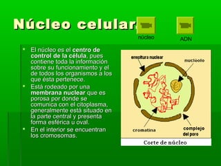 Núcleo celular.Núcleo celular.
 El núcleo es elEl núcleo es el centro decentro de
controlcontrol de la célulade la célula, pues, pues
contiene toda la informacióncontiene toda la información
sobre su funcionamiento y elsobre su funcionamiento y el
de todos los organismos a losde todos los organismos a los
que ésta pertenece.que ésta pertenece.
 Está rodeado por unaEstá rodeado por una
membrana nuclearmembrana nuclear que esque es
porosa por donde seporosa por donde se
comunica con el citoplasma,comunica con el citoplasma,
generalmente está situado engeneralmente está situado en
la parte central y presentala parte central y presenta
forma esférica u oval.forma esférica u oval.
 En el interior se encuentranEn el interior se encuentran
los cromosomas.los cromosomas.
núcleo ADN
 