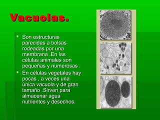 Vacuolas.Vacuolas.
 Son estructurasSon estructuras
parecidas a bolsasparecidas a bolsas
rodeadas por unarodeadas por una
membrana .En lasmembrana .En las
células animales soncélulas animales son
pequeñas y numerosas .pequeñas y numerosas .
 En células vegetales hayEn células vegetales hay
pocas , a veces unapocas , a veces una
única vacuola y de granúnica vacuola y de gran
tamaño .Sirven paratamaño .Sirven para
almacenar aguaalmacenar agua
nutrientes y desechos.nutrientes y desechos.
 