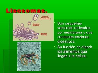Lisosomas.Lisosomas.
 Son pequeñasSon pequeñas
vesículas rodeadasvesículas rodeadas
por membrana y quepor membrana y que
contienen enzimascontienen enzimas
digestivos.digestivos.
 Su función es digerirSu función es digerir
los alimentos quelos alimentos que
llegan a la célula.llegan a la célula.
 