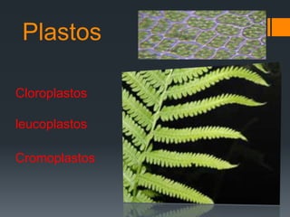Plastos
Cloroplastos
leucoplastos
Cromoplastos
 