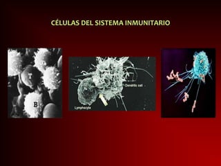 CÉLULAS DEL SISTEMA INMUNITARIO
 