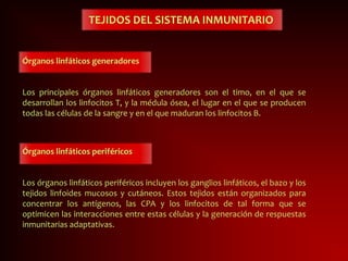 TEJIDOS DEL SISTEMA INMUNITARIO
Órganos linfáticos generadores
Los principales órganos linfáticos generadores son el timo, en el que se
desarrollan los linfocitos T, y la médula ósea, el lugar en el que se producen
todas las células de la sangre y en el que maduran los linfocitos B.
Órganos linfáticos periféricos
Los órganos linfáticos periféricos incluyen los ganglios linfáticos, el bazo y los
tejidos linfoides mucosos y cutáneos. Estos tejidos están organizados para
concentrar los antígenos, las CPA y los linfocitos de tal forma que se
optimicen las interacciones entre estas células y la generación de respuestas
inmunitarias adaptativas.
 