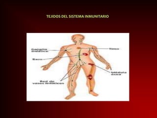TEJIDOS DEL SISTEMA INMUNITARIO
 