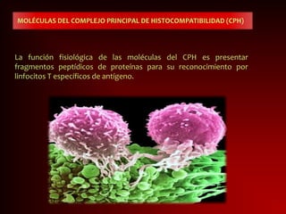 MOLÉCULAS DEL COMPLEJO PRINCIPAL DE HISTOCOMPATIBILIDAD (CPH)
La función fisiológica de las moléculas del CPH es presentar
fragmentos peptídicos de proteínas para su reconocimiento por
linfocitos T específicos de antígeno.
 