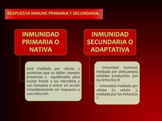 RESPUESTA INMUNE PRIMARIA Y SECUNDARIA.
INMUNIDAD
PRIMARIA O
NATIVA
está mediada por células y
proteínas que se hallan siempre
presentes y equilibradas para
luchar frente a los microbios y
son llamadas a entrar en acción
inmediatamente en respuesta a
una infección.
INMUNIDAD
SECUNDARIA O
ADAPTATIVA
- inmunidad humoral,
mediada por anticuerpos
solubles producidos por
los linfocitos B
- inmunidad mediada por
células (o celular ),
mediada por los linfocitos
T.
 