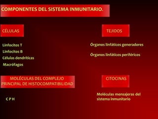 COMPONENTES DEL SISTEMA INMUNITARIO.
CÉLULAS TEJIDOS
MOLÉCULAS DEL COMPLEJO CITOCINAS
PRINCIPAL DE HISTOCOMPATIBILIDAD
Linfocitos T
Linfocitos B
Células dendríticas
Macrófagos
Órganos linfáticos generadores
Órganos linfáticos periféricos
C P H
Moléculas mensajeras del
sistema inmunitario
 
