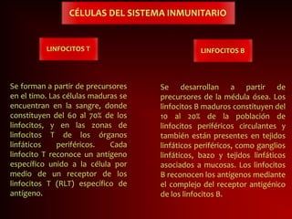 CÉLULAS DEL SISTEMA INMUNITARIO
LINFOCITOS T
Se forman a partir de precursores
en el timo. Las células maduras se
encuentran en la sangre, donde
constituyen del 60 al 70% de los
linfocitos, y en las zonas de
linfocitos T de los órganos
linfáticos periféricos. Cada
linfocito T reconoce un antígeno
específico unido a la célula por
medio de un receptor de los
linfocitos T (RLT) específico de
antígeno.
Se desarrollan a partir de
precursores de la médula ósea. Los
linfocitos B maduros constituyen del
10 al 20% de la población de
linfocitos periféricos circulantes y
también están presentes en tejidos
linfáticos periféricos, como ganglios
linfáticos, bazo y tejidos linfáticos
asociados a mucosas. Los linfocitos
B reconocen los antígenos mediante
el complejo del receptor antigénico
de los linfocitos B.
LINFOCITOS B
 