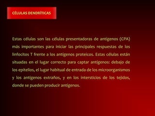CÉLULAS DENDRÍTICAS
Estas células son las células presentadoras de antígenos (CPA)
más importantes para iniciar las principales respuestas de los
linfocitos T frente a los antígenos proteicos. Estas células están
situadas en el lugar correcto para captar antígenos: debajo de
los epitelios, el lugar habitual de entrada de los microorganismos
y los antígenos extraños, y en los intersticios de los tejidos,
donde se pueden producir antígenos.
 
