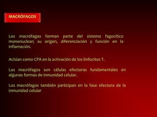 MACRÓFAGOS
Los macrófagos forman parte del sistema fagocítico
mononuclear; su origen, diferenciación y función en la
inflamación.
Actúan como CPA en la activación de los linfocitos T.
Los macrófagos son células efectoras fundamentales en
algunas formas de inmunidad celular.
Los macrófagos también participan en la fase efectora de la
inmunidad celular
 