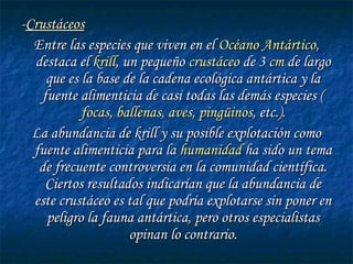 --CrustáceosCrustáceos
Entre las especies que viven en elEntre las especies que viven en el Océano AntárticoOcéano Antártico,,
destaca eldestaca el krillkrill, un pequeño, un pequeño crustáceocrustáceo de 3 de 3 cmcm de largode largo
que es la base de la cadena ecológica antártica y laque es la base de la cadena ecológica antártica y la
fuente alimenticia de casi todas las demás especies (fuente alimenticia de casi todas las demás especies (
focasfocas,, ballenasballenas,, avesaves,, pingüinospingüinos, etc.)., etc.).
La abundancia de krill y su posible explotación comoLa abundancia de krill y su posible explotación como
fuente alimenticia para lafuente alimenticia para la humanidadhumanidad ha sido un temaha sido un tema
de frecuente controversia en la comunidad científica.de frecuente controversia en la comunidad científica.
Ciertos resultados indicarían que la abundancia deCiertos resultados indicarían que la abundancia de
este crustáceo es tal que podría explotarse sin poner eneste crustáceo es tal que podría explotarse sin poner en
peligro la fauna antártica, pero otros especialistaspeligro la fauna antártica, pero otros especialistas
opinan lo contrario.opinan lo contrario.
 
