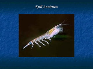 Krill Antártico:Krill Antártico:
 