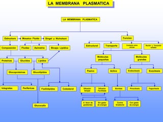 LA MEMBRANA PLASMATICA
LA MEMBRANA PLASMATICA
Estructura Mosaico Fluido Singel y Nicholson
Composición Fluidez Asimetria Bicapa Lipídica
Proteinas Glucidos Lipidos
Glucoproteinas Glucolipidos
Integrates Perifericas Fosfolipidos Colesterol
Glucocalix
Estructural Transporte Contacto entre
células
Moléculas
pequeñas
Pasivo
Funcion
Recibir y Transmitir
señales
Moléculas
grandes
Activo Endocitosis Exocitosis
Difusión
Simple
Difusión
Facilitada
Bombas Pinocitosis Fagocitosis
A favor de
gradientes
Sin gasto
de energia
Contra
Gradiente
Con gasto
de energia
 
