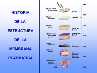 HISTORIA
DE LA
ESTRUCTURA
DE LA
MEMBRANA
PLASMATICA
 