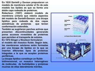 En 1935 Danielli y Davson propusieron un
modelo de membrana celular el fin de este
modelo los lípidos es que se forme una
doble capa rodeada de proteínas.
Robertson (1957) elaboró modelo de
membrana unitaria que retenía aspectos
del modelo de Danielli-Davson: una bicapa
lipídica pero rodeada de dos capas
asimétricas de proteínas que tenían
conformación extendida.
También se sugirieron parches activos que
presentan discontinuidades generando
poros acuosos revestidos de proteínas
que permiten el transporte de solutos.
En 1972 Singer y Nicolson formularon
el modelo del mosaico fluido. Según éste,
las membranas celulares están formadas
por una bicapa de lípidos en la que se
insertan diferentes tipos de proteínas
Integrales a la que se acoplan proteínas
periféricas.
La bicapa lipídica constituye un fluido
bidimensional, un mosaico heterogéneo
de moléculas de fosfolípidos y proteínas
muchas de ellas lateralmente móviles.
 