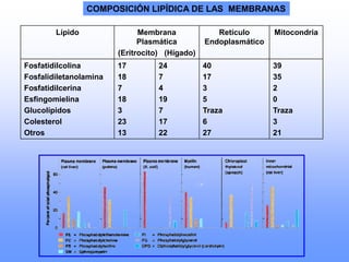 Lípido Membrana
Plasmática
(Eritrocito) (Hígado)
Retículo
Endoplasmático
Mitocondria
Fosfatidilcolina
Fosfalidiletanolamina
Fosfatidilcerina
Esfingomielina
Glucolípidos
Colesterol
Otros
17
18
7
18
3
23
13
24
7
4
19
7
17
22
40
17
3
5
Traza
6
27
39
35
2
0
Traza
3
21
COMPOSICIÓN LIPÍDICA DE LAS MEMBRANAS
 