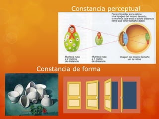 Constancia perceptual
Constancia de forma
 