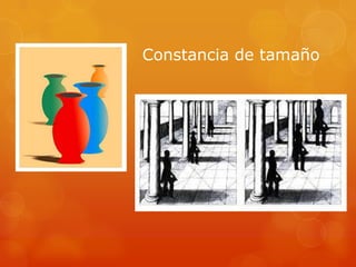 Constancia de tamaño
 