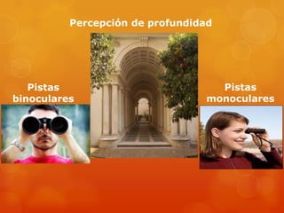 Percepción de profundidad
Pistas
binoculares
Pistas
monoculares
 