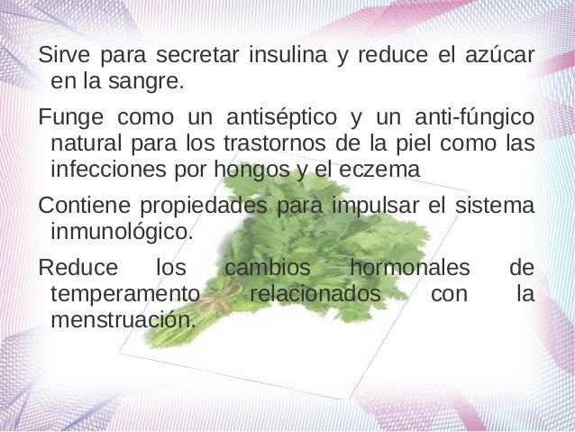 Diapositiva del cilantro Diapositiva del cilantro