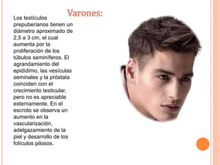 Varones: Los testículos 
prepuberianos tienen un 
diámetro aproximado de 
2,5 a 3 cm, el cual 
aumenta por la 
proliferación de los 
túbulos seminíferos. El 
agrandamiento del 
epidídimo, las vesículas 
seminales y la próstata 
coinciden con el 
crecimiento testicular, 
pero no es apreciable 
externamente. En el 
escroto se observa un 
aumento en la 
vascularización, 
adelgazamiento de la 
piel y desarrollo de los 
folículos pilosos. 
 