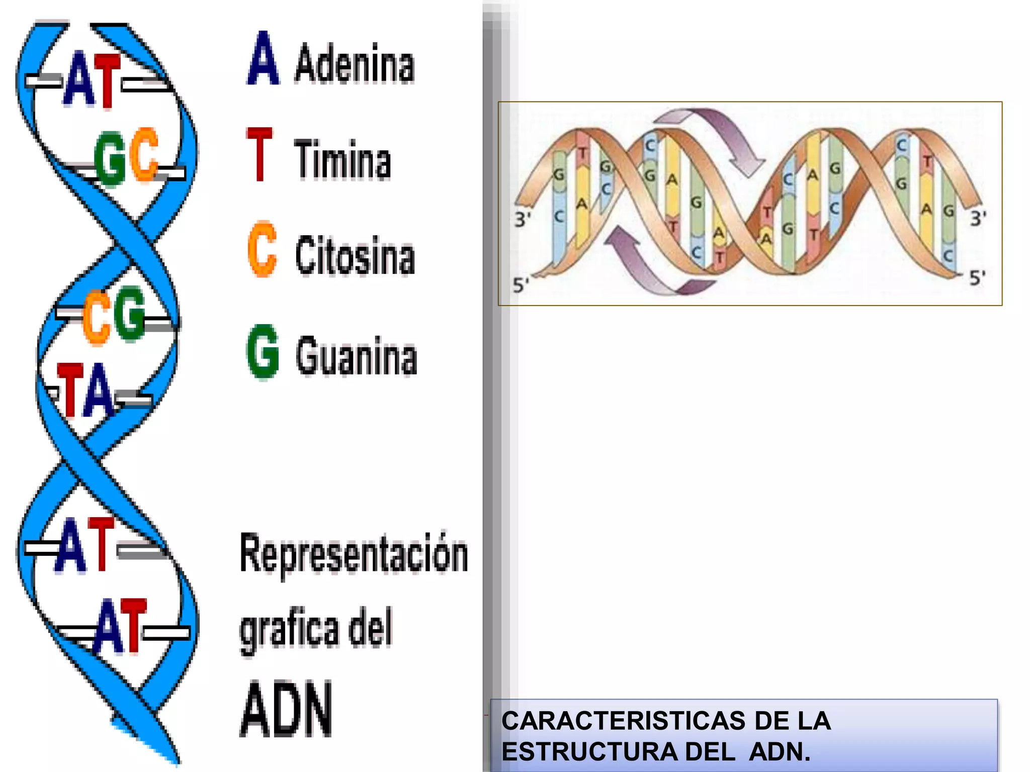 CARACTERISTICAS DE LA
ESTRUCTURA DEL ADN.