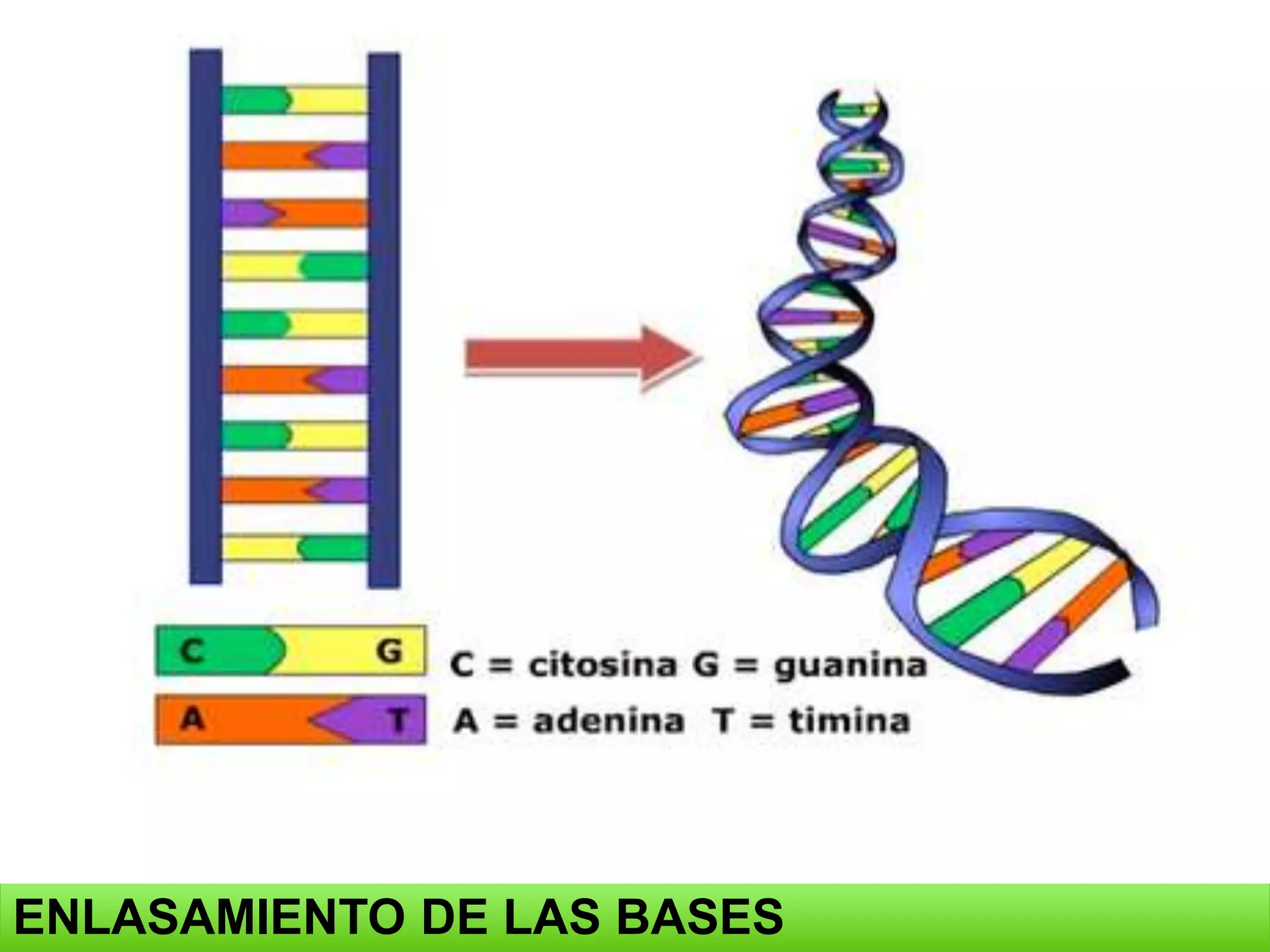 ENLASAMIENTO DE LAS BASES