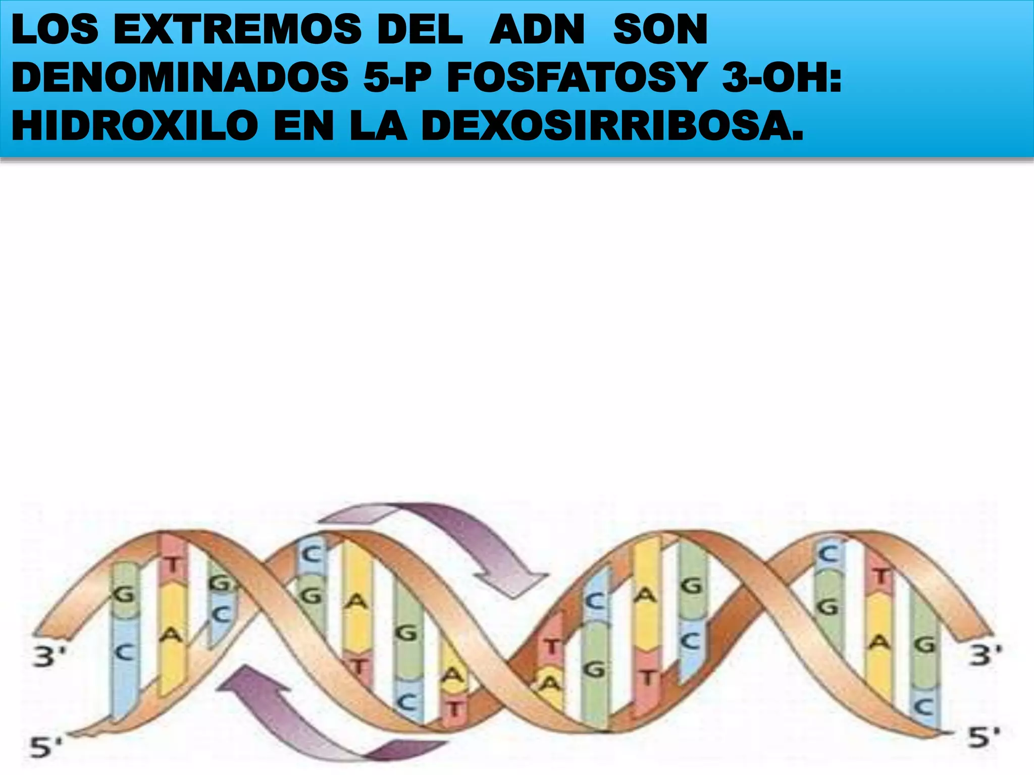 LOS EXTREMOS DEL ADN SON
DENOMINADOS 5-P FOSFATOSY 3-OH:
HIDROXILO EN LA DEXOSIRRIBOSA.