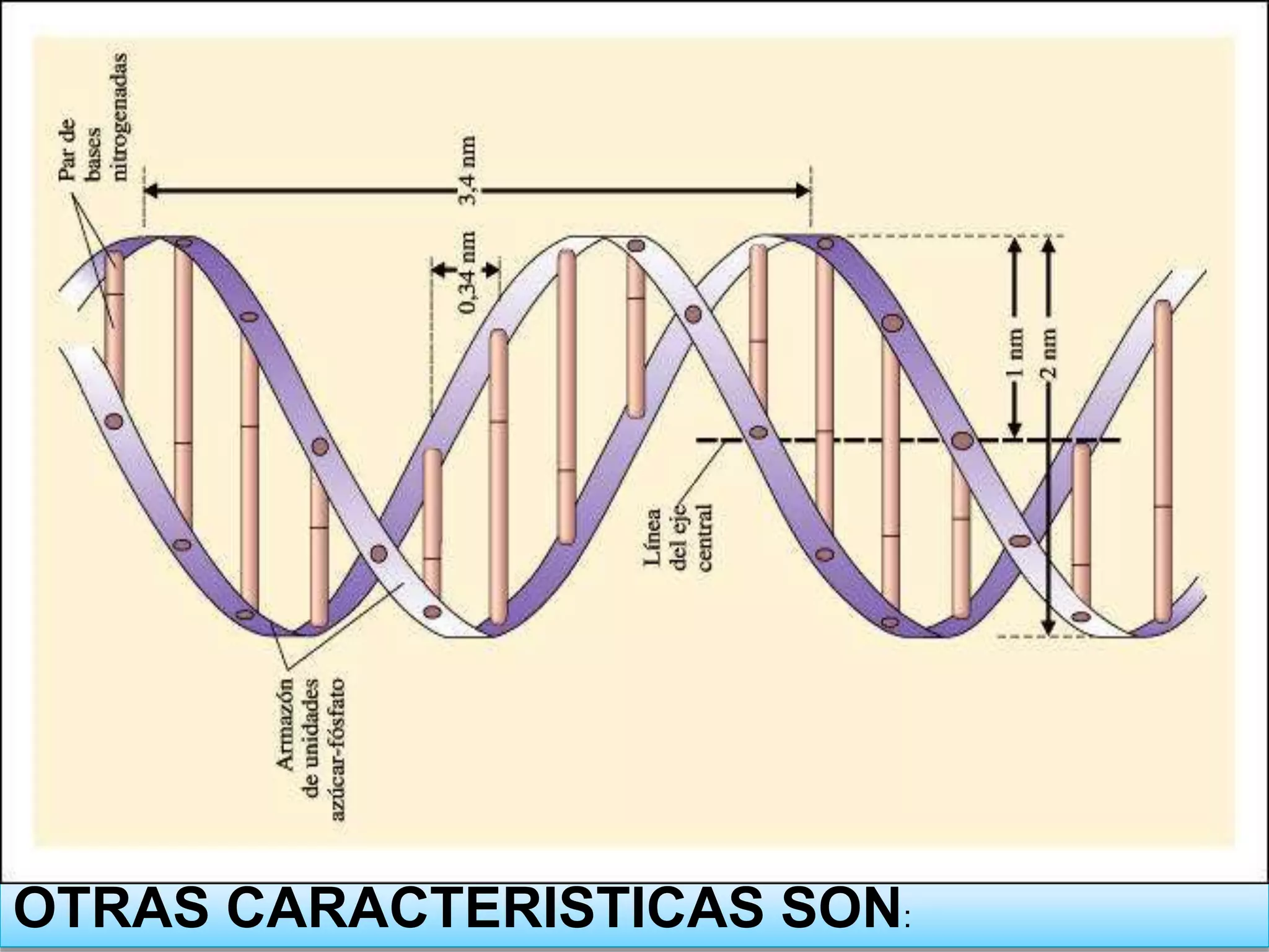 OTRAS CARACTERISTICAS SON: