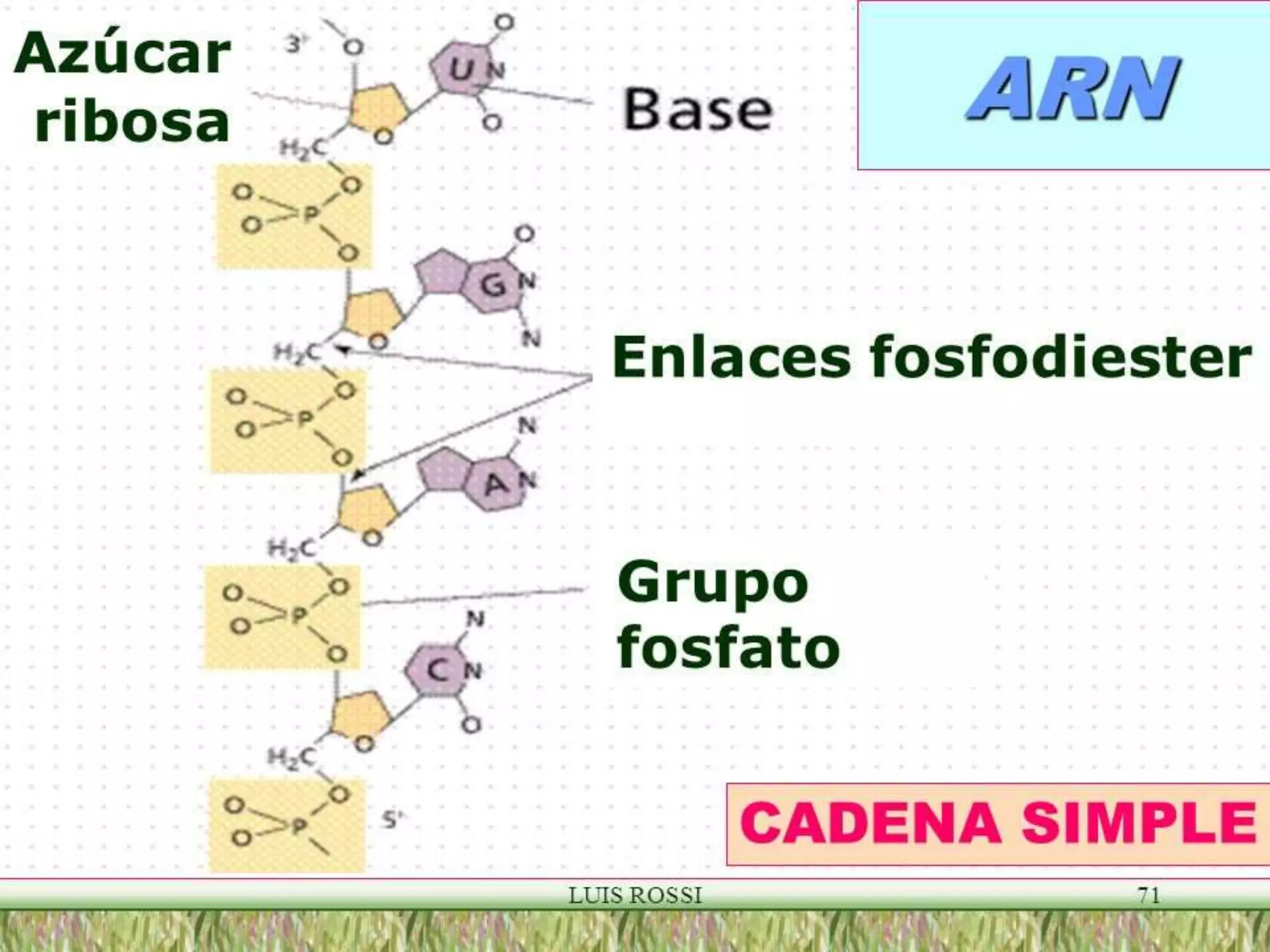 Biologia Molecular. acidos nucleicos.