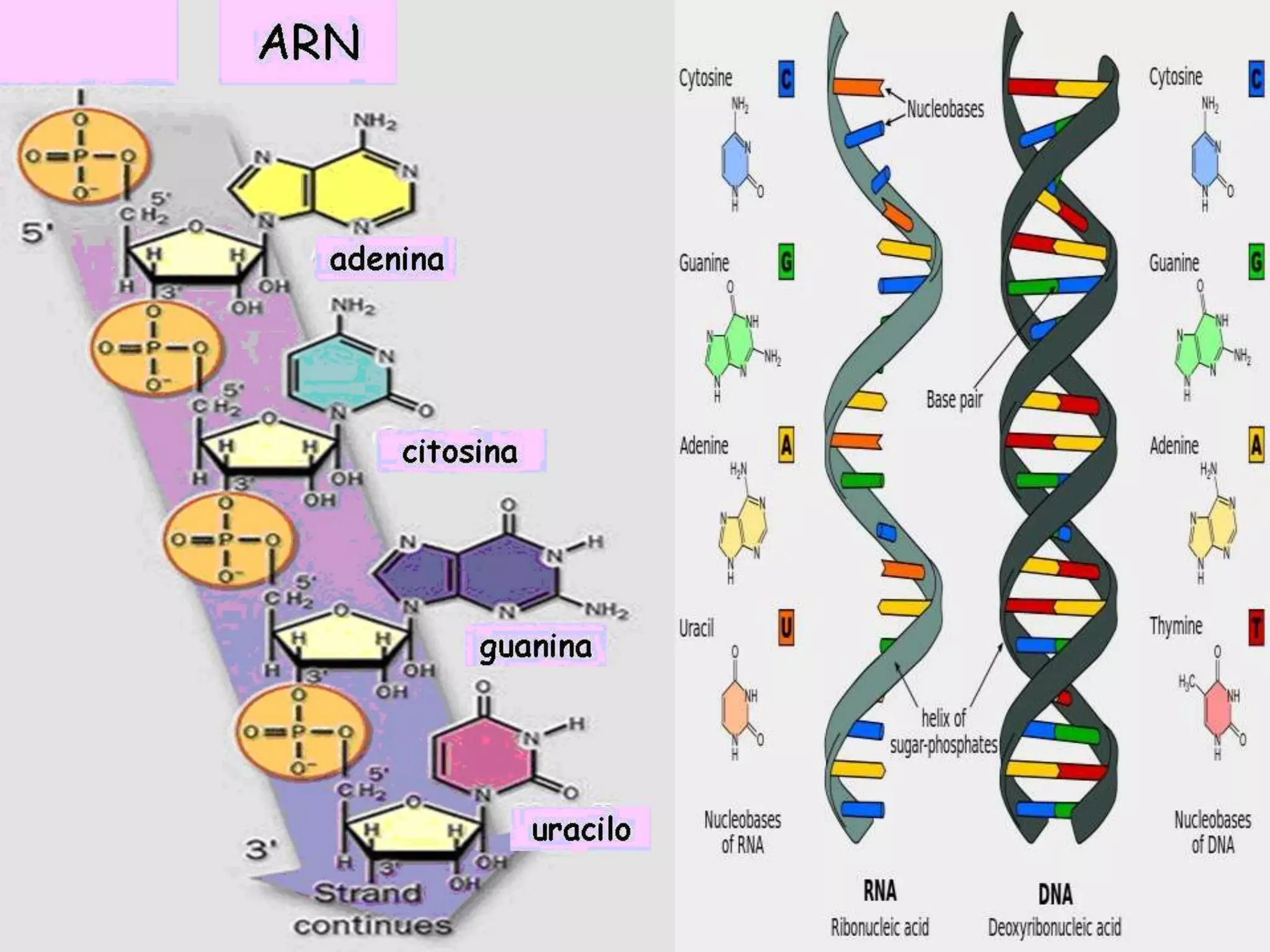 Biologia Molecular. acidos nucleicos.