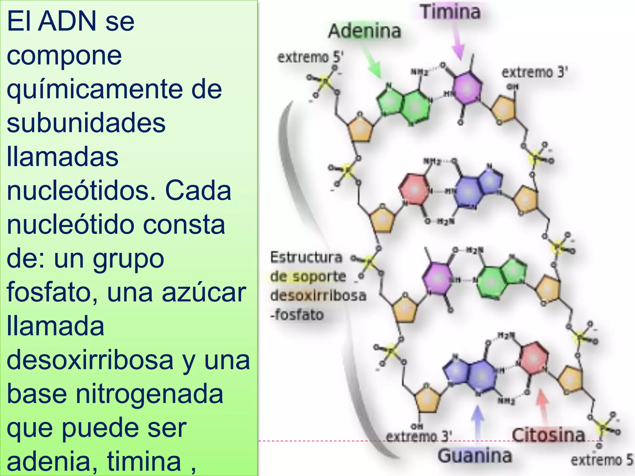 El ADN se
compone
químicamente de
subunidades
llamadas
nucleótidos. Cada
nucleótido consta
de: un grupo
fosfato, una azúcar
llamada
desoxirribosa y una
base nitrogenada
que puede ser
adenia, timina ,