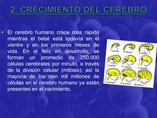 • El cerebro humano crece más rápido
  mientras el bebé está todavía en el
  vientre y en los primeros meses de
  vida. En el feto en desarrollo, se
  forman un promedio de 250.000
  células cerebrales por minuto, a través
  de la división celular (mitosis); así la
  mayoría de los cien mil millones de
  células en el cerebro humano ya están
  presentes en el nacimiento.
 