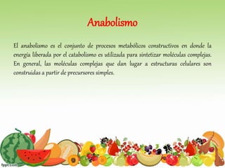 Anabolismo
El anabolismo es el conjunto de procesos metabólicos constructivos en donde la
energía liberada por el catabolismo es utilizada para sintetizar moléculas complejas.
En general, las moléculas complejas que dan lugar a estructuras celulares son
construidas a partir de precursores simples.
 