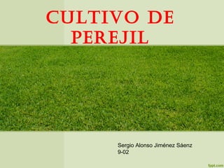 CULTIVO DE
PEREJIL
Sergio Alonso Jiménez Sáenz
9-02
 