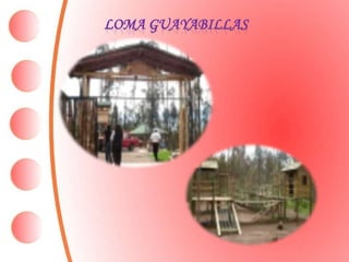 LOMA GUAYABILLAS
 