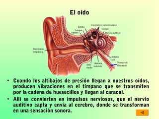 El oído

• Cuando los altibajos de presión llegan a nuestros oídos,
producen vibraciones en el tímpano que se transmiten
por la cadena de huesecillos y llegan al caracol.
• Allí se convierten en impulsos nerviosos, que el nervio
auditivo capta y envía al cerebro, donde se transforman
en una sensación sonora.

 