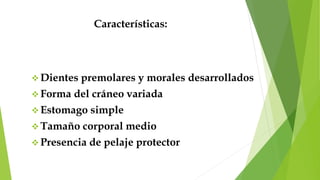 Características:
 Dientes premolares y morales desarrollados
 Forma del cráneo variada
 Estomago simple
 Tamaño corporal medio
 Presencia de pelaje protector
 