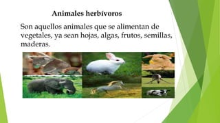 Animales herbívoros
Son aquellos animales que se alimentan de
vegetales, ya sean hojas, algas, frutos, semillas,
maderas.
 