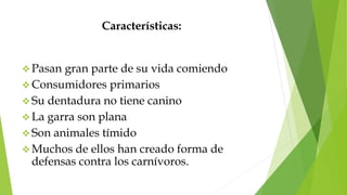 Características:
 Pasan gran parte de su vida comiendo
 Consumidores primarios
 Su dentadura no tiene canino
 La garra son plana
 Son animales tímido
 Muchos de ellos han creado forma de
defensas contra los carnívoros.
 