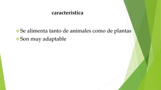 característica
 Se alimenta tanto de animales como de plantas
 Son muy adaptable
 