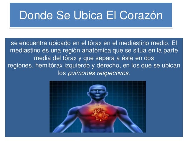 Diapositiva el corazon