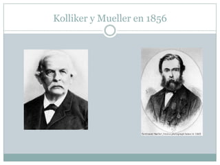 Kolliker y Mueller en 1856