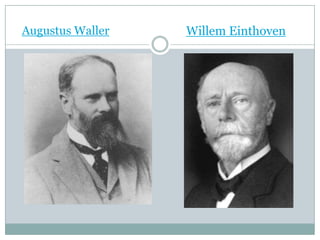 AugustusWallerWillemEinthoven