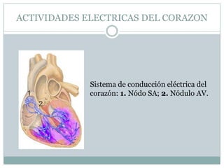 ACTIVIDADES ELECTRICAS DEL CORAZONSistema de conducción eléctrica del corazón: 1.Nódo SA; 2. Nódulo AV.