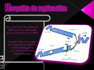 13




Son cada una de las cadenas de
 ADN que sirven como molde
para la síntesis del nuevo ADN.


  La doble hélice en la región
 de la horquilla de replicación
    es desenrollada gracias
    a un sistema enzimático
       (topoisomerasas).
 